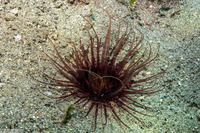 Cerianthus sp.4 (Cerianthus sp.4)