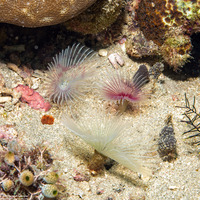 Bispira sp.2 (Bispira sp.2)