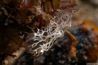 Melibe colemani (Coleman's Melibe)