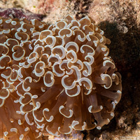 Fimbriaphyllia ancora (Anchor Coral)