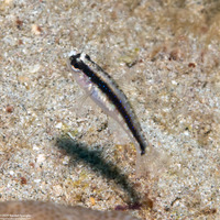 Asterropteryx striata (Striped Goby)