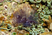 Sabellastarte spectabilis (Common Feather Duster Worm)