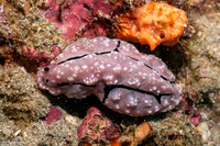 Phyllidiopsis krempfi (Phyllidiopsis Krempfi)
