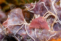 Sagaminopteron sp.1 (Sagaminopteron sp.1)