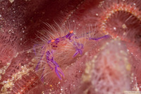Lauriea siagiani (Hairy Squat Lobster)