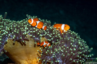 Amphiprion ocellaris (False Clown Anemonefish)