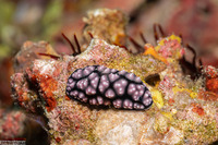 Phyllidiella pustulosa (Pustulose Phyllidia)