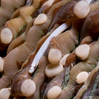 Siokunichthys nigrolineatus (Mushroom Coral Pipefish)