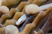 Siokunichthys nigrolineatus (Mushroom Coral Pipefish)