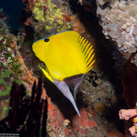 Forcipiger flavissimus (Common Longnose Butterflyfish)
