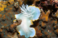 Ardeadoris egretta (Heron Ardeadoris)