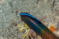 Labroides dimidiatus (Bluestreak Cleaner Wrasse)