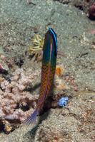 Cirrhilabrus cyanopleura (Bluesided Fairy Wrasse)