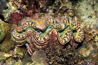 Tridacna squamosa (Fluted Giant Clam)