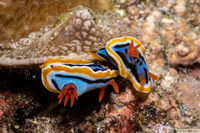 Chromodoris annae (Anna's Chromodoris)