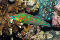 Halichoeres melanurus (Pinstriped Wrasse)