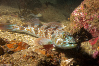 Ophiodon elongatus (Lingcod)