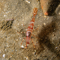 Pandalus gurneyi (California Longbeak Shrimp)