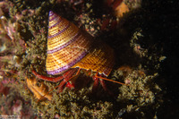 Pagurus hemphilli (Maroon Hermit Crab)