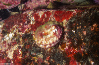 Haliotis kamtschatkana (Pinto Abalone)