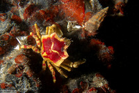 Pugettia foliata (Foliate Kelp Crab)
