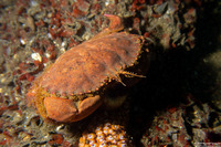 Romaleon antennarium (Pacific Rock Crab)