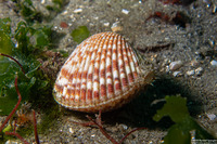 Clinocardium nuttallii (Heart Cockle)