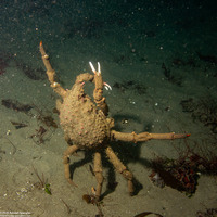 Loxorhynchus grandis (Sheep Crab)