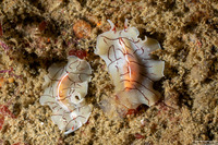 Eurylepta californica (Montgomery's Flatworm)