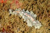 Eurylepta californica (Montgomery's Flatworm)