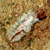 Eurylepta californica (Montgomery's Flatworm)