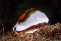 Neobernaya spadicea (Chestnut Cowry)