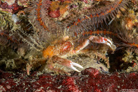 Scyra acutifrons (Sharpnose Crab)