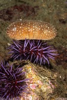 Strongylocentrotus purpuratus (Purple Sea Urchin)
