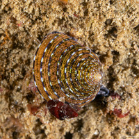 Calliostoma tricolor (Three-Colored Top Shell)