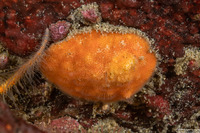 Celleporaria fusca (Celleporaria Fusca)