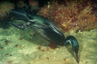 Phalacrocorax pelagicus (Pelagic Cormorant)