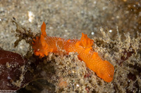 Triopha maculata (Spotted Triopha)