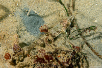 Odontopyxis trispinosa (Pygmy Poacher)