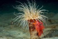 Dendronotus iris (Rainbow Dendronotus)