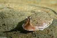 Armina californica (California Armina)