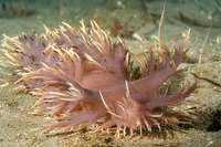 Dendronotus iris (Rainbow Dendronotus)