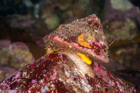 Pomaulax gibberosus (Red Top Snail)