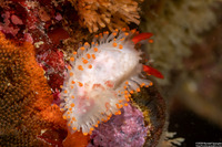 Limacia cockerelli (Cockerell's Dorid)