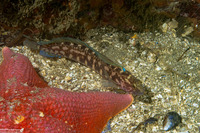 Rathbunella alleni (Stripefin Ronquil)