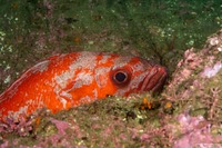 Sebastes miniatus (Vermilion Rockfish)