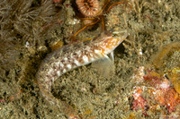 Rathbunella alleni (Stripefin Ronquil)