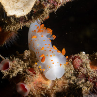 Triopha catalinae (Catalina Triopha)