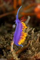 Flabellinopsis iodinea (Spanish Shawl)