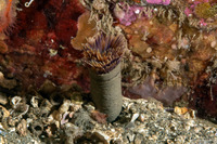 Bispira sp.4 (Bispira sp.4)